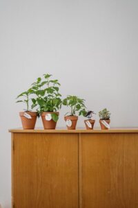 Easy Tips for Starting a Small Herb Garden in Your Home or Apartment